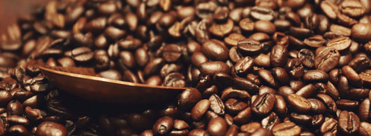 Coffee Spotlight: illy Coffee and Espresso