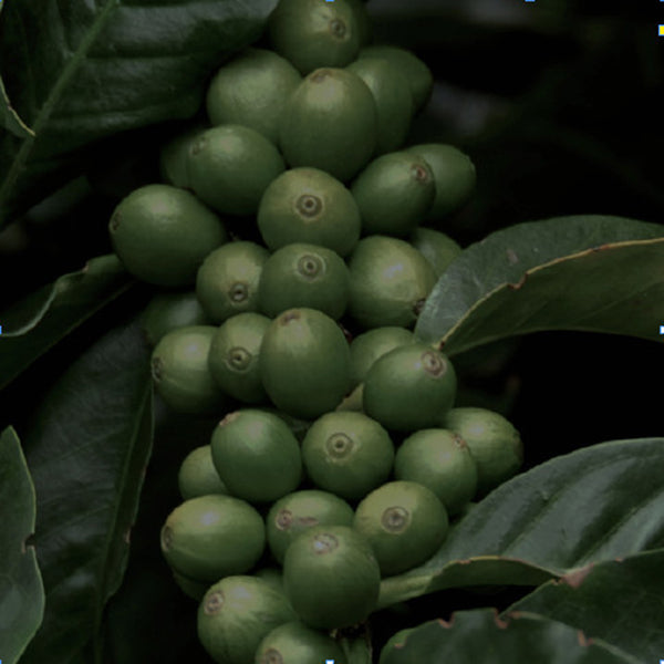 Gimme! Coffee Darkest Blend Origin 1.