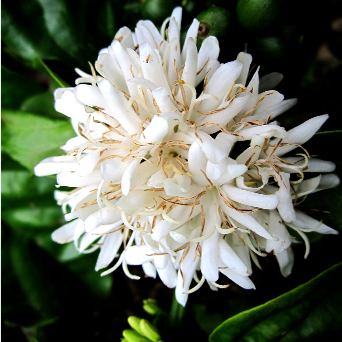 Gimme! Coffee The Natural Blend Main Image.