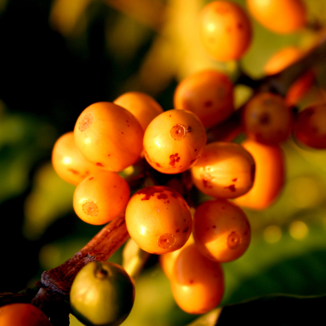Gimme! Coffee The Natural Blend Coffee Cherries.
