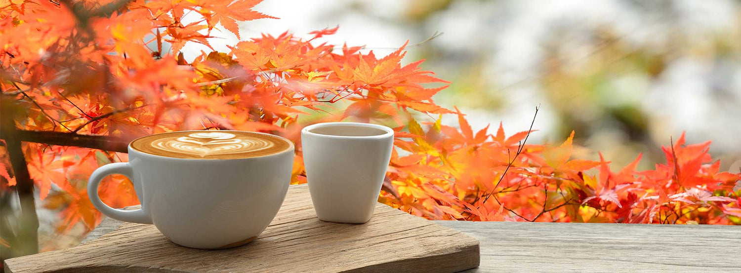 Best Whole Bean Coffee