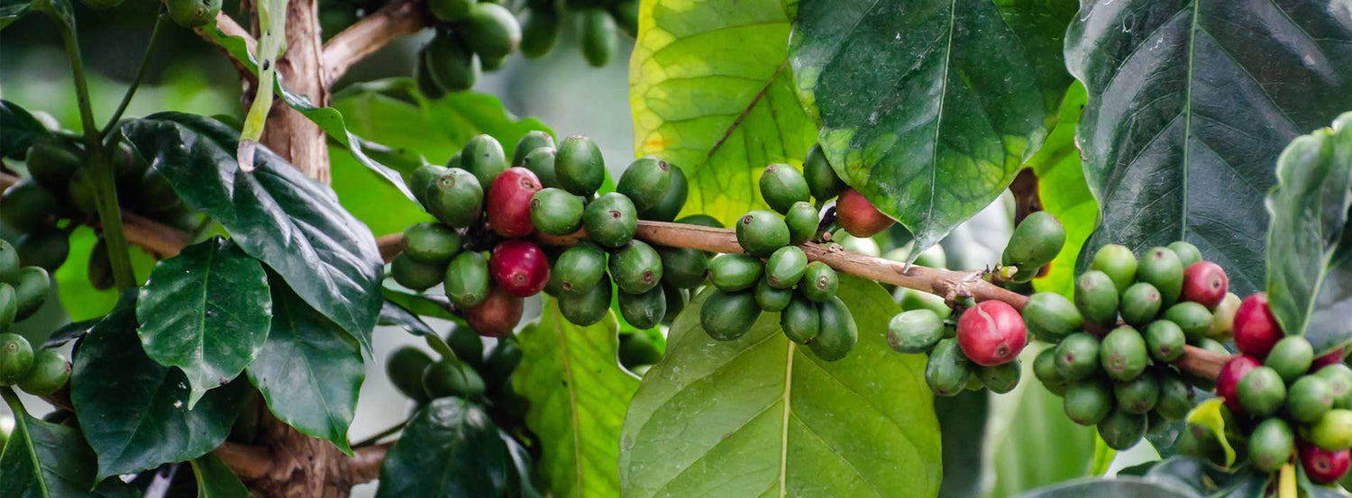 Ethiopian Coffee: Where Coffee Began