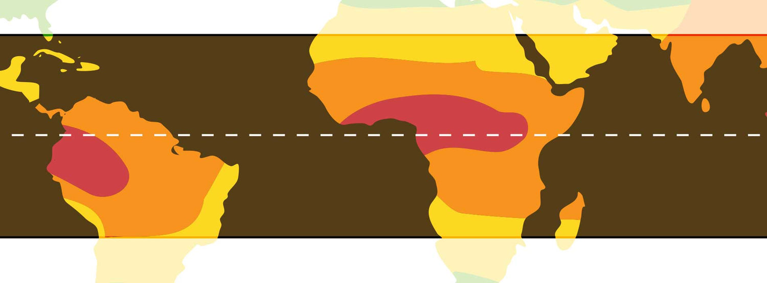 Single-Origin Coffee: How Location Affects Flavor