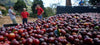 Maromas Coffee Cherries harvested with people in the background